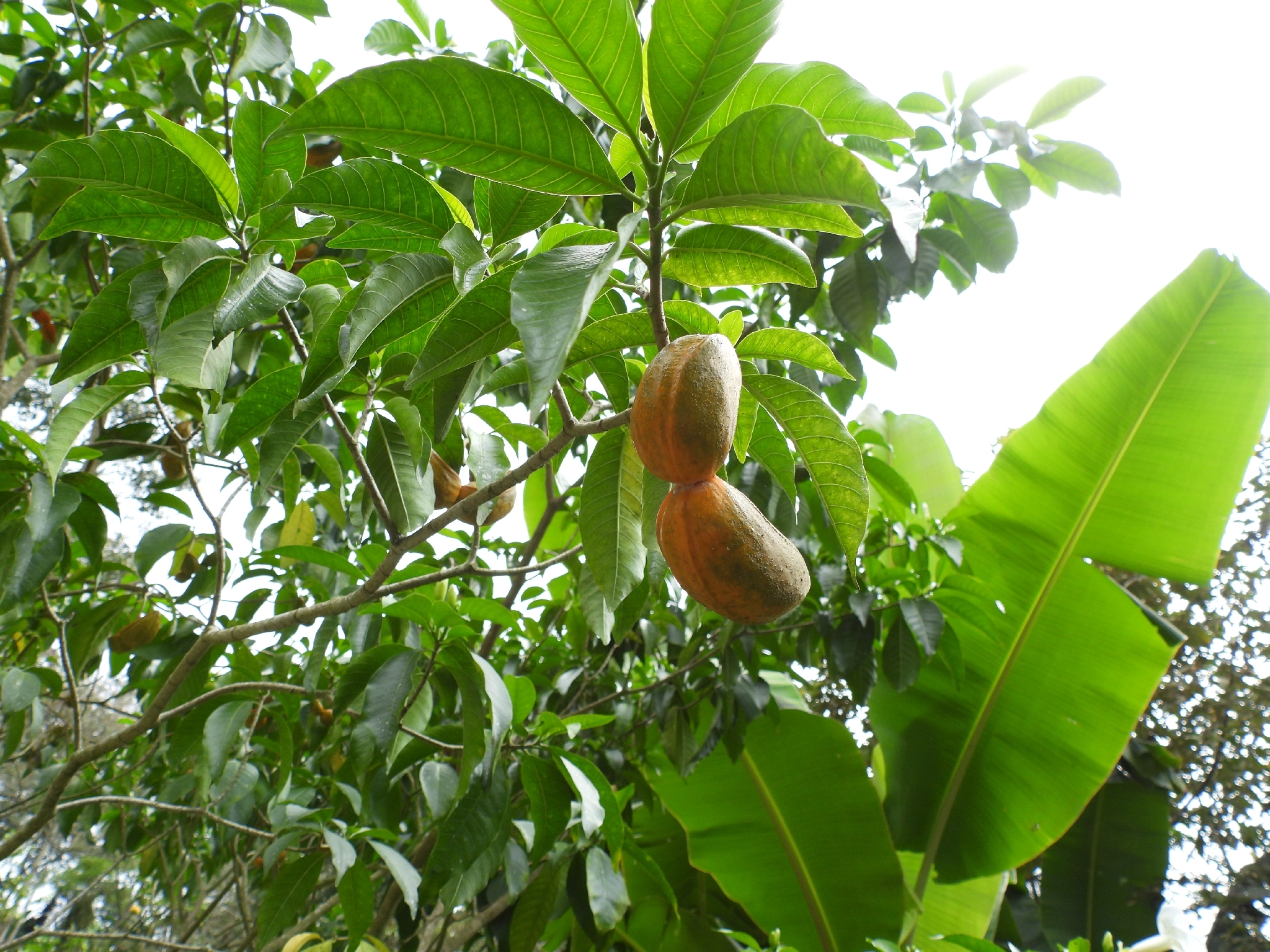 Imagem de Tabernaemontana litoralis