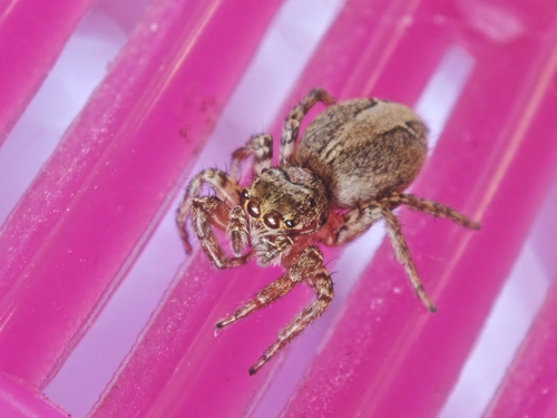 Plexippus setipes