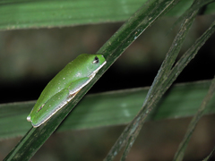 Callimedusa tomopterna