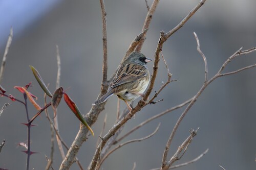 Black-faced Bunting