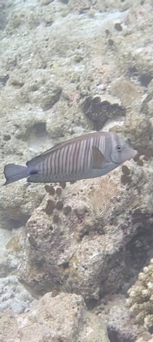 Zebrasoma desjardinii