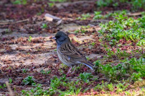 Black-faced Bunting