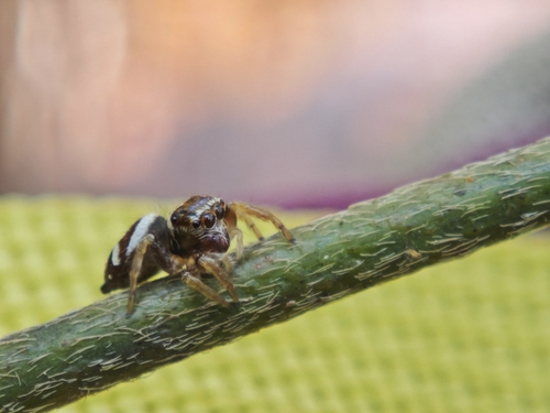 Ptocasius strupifer