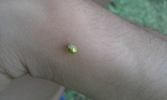 Cassida margaritacea