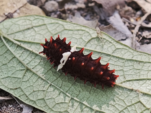 Common Rose Swallowtail