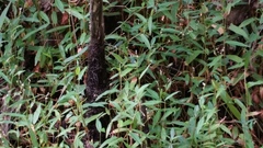 Persicaria praetermissa