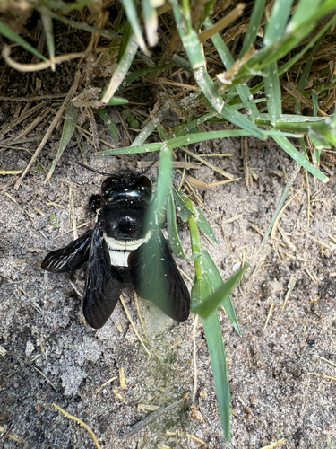 Big-headed Large Carpenter Bee