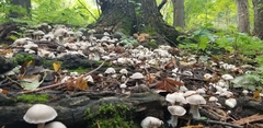 Fungi