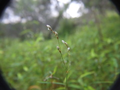 Persicaria praetermissa