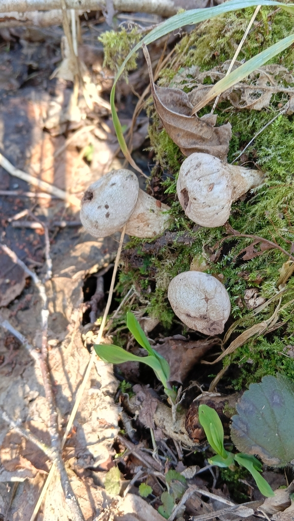 Apioperdon pyriforme · March 2026 · photo: © tanya_iv (iNaturalist, cc-by)