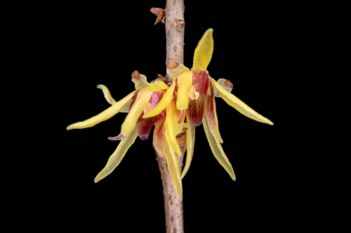 Chimonanthus praecox, 2026-03-08