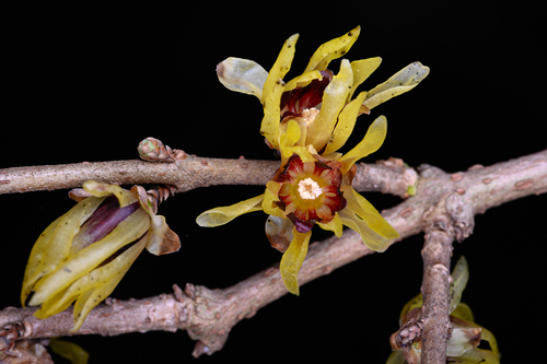 Chimonanthus praecox, 2026-03-08