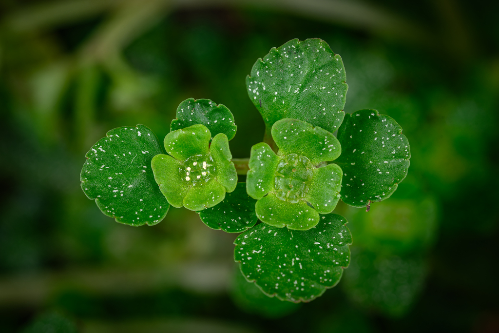 Chrysosplenium delavayi