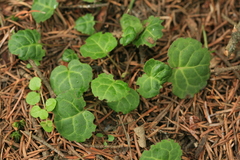 Pyrola renifolia