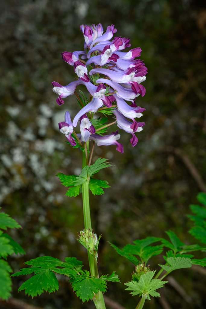 Incised Fumewort