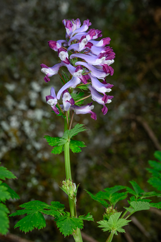 Incised Fumewort (Corydalis incisa)