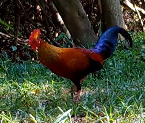 Sri Lanka Junglefowl