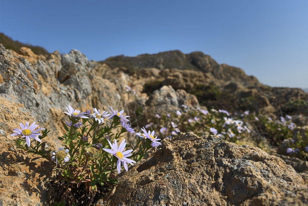 Beach-sand aster