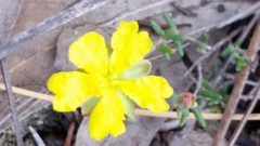 Hibbertia serpyllifolia