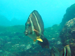 Acanthurus guttatus