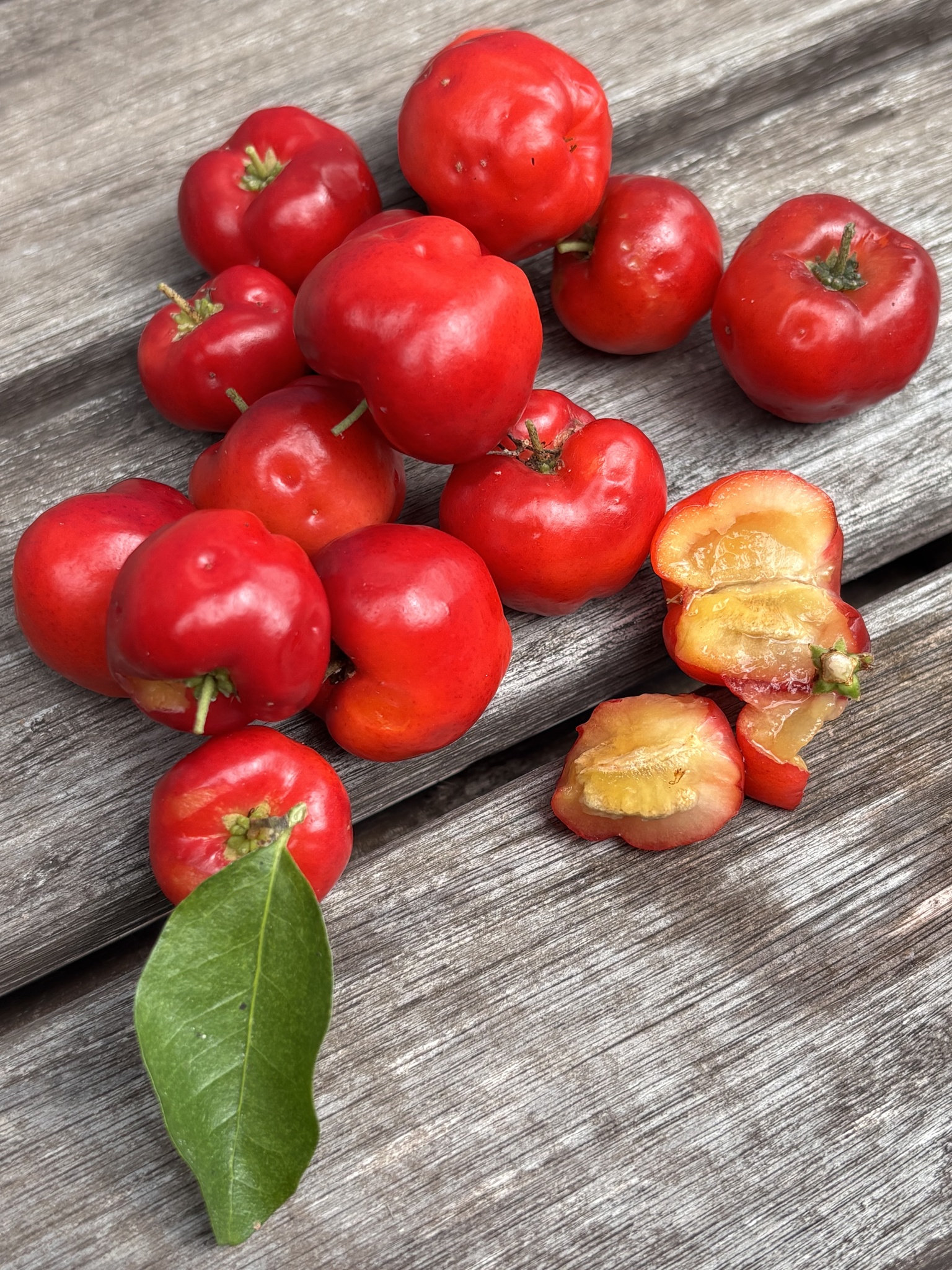 Barbados Cherry (Malpighia emarginata)