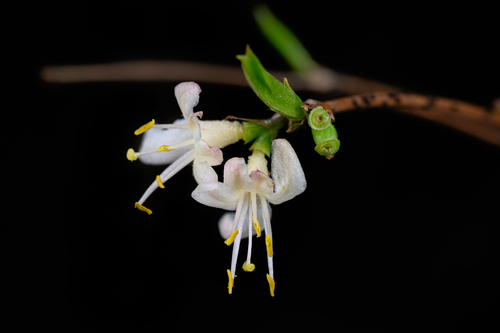 Lonicera fragrantissima
