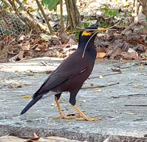 Common Myna
