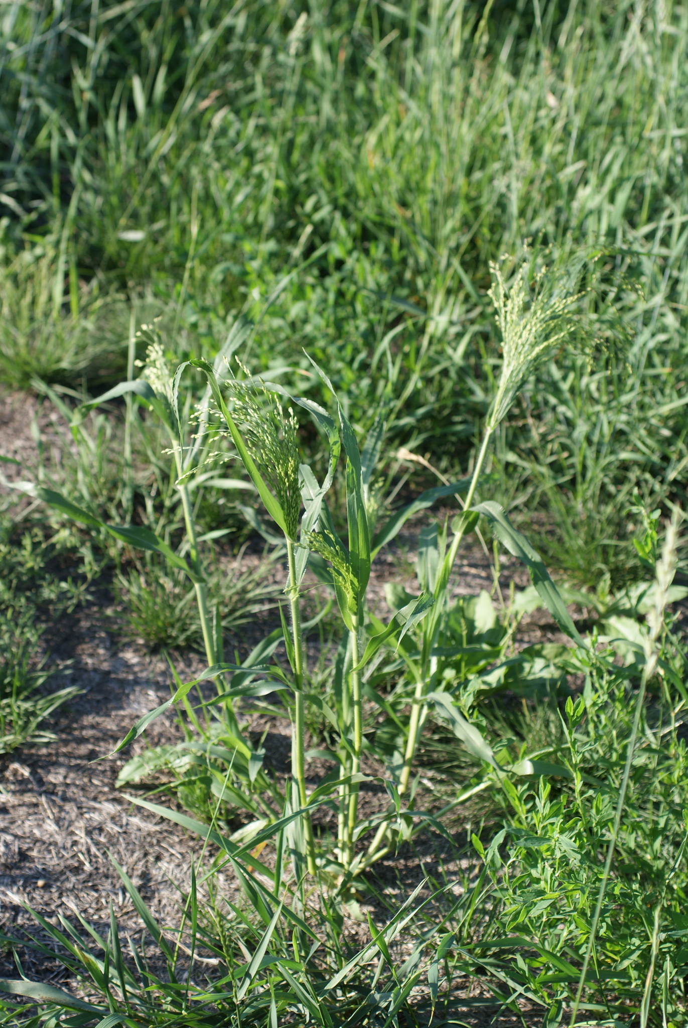 Proso Millet (Panicum miliaceum)