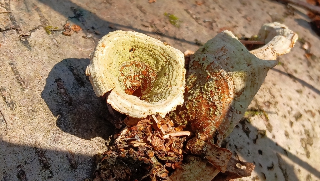 Stereum subtomentosum · March 2026 · photo: © tanya_iv (iNaturalist, cc-by)