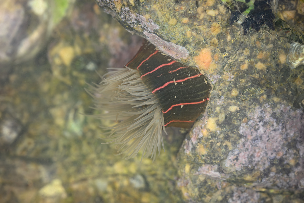 Striped Green Sea Anemone, photo 1 of 10