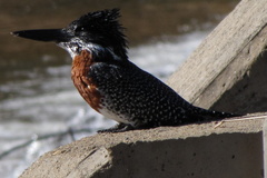 Megaceryle maxima maxima