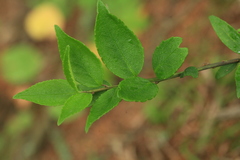 Ilex rugosa