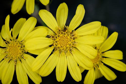 Farfugium japonicum