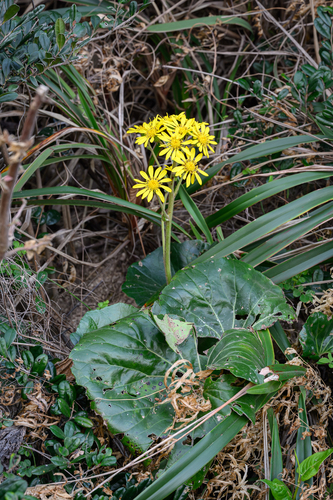 Farfugium japonicum