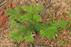 Abies sachalinensis