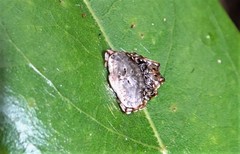 Arkys speechleyi
