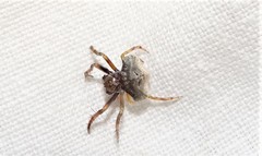 Arkys speechleyi