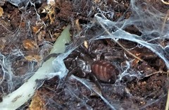 Australothele jamiesoni