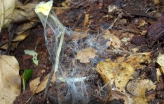 Australothele jamiesoni