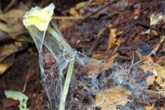 Australothele jamiesoni