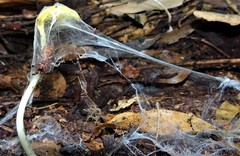 Australothele jamiesoni