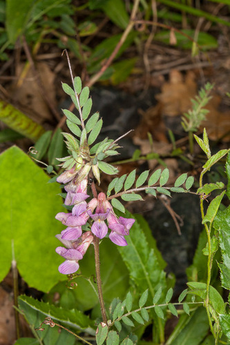 Hungarian vetch (Vicia pannonica)