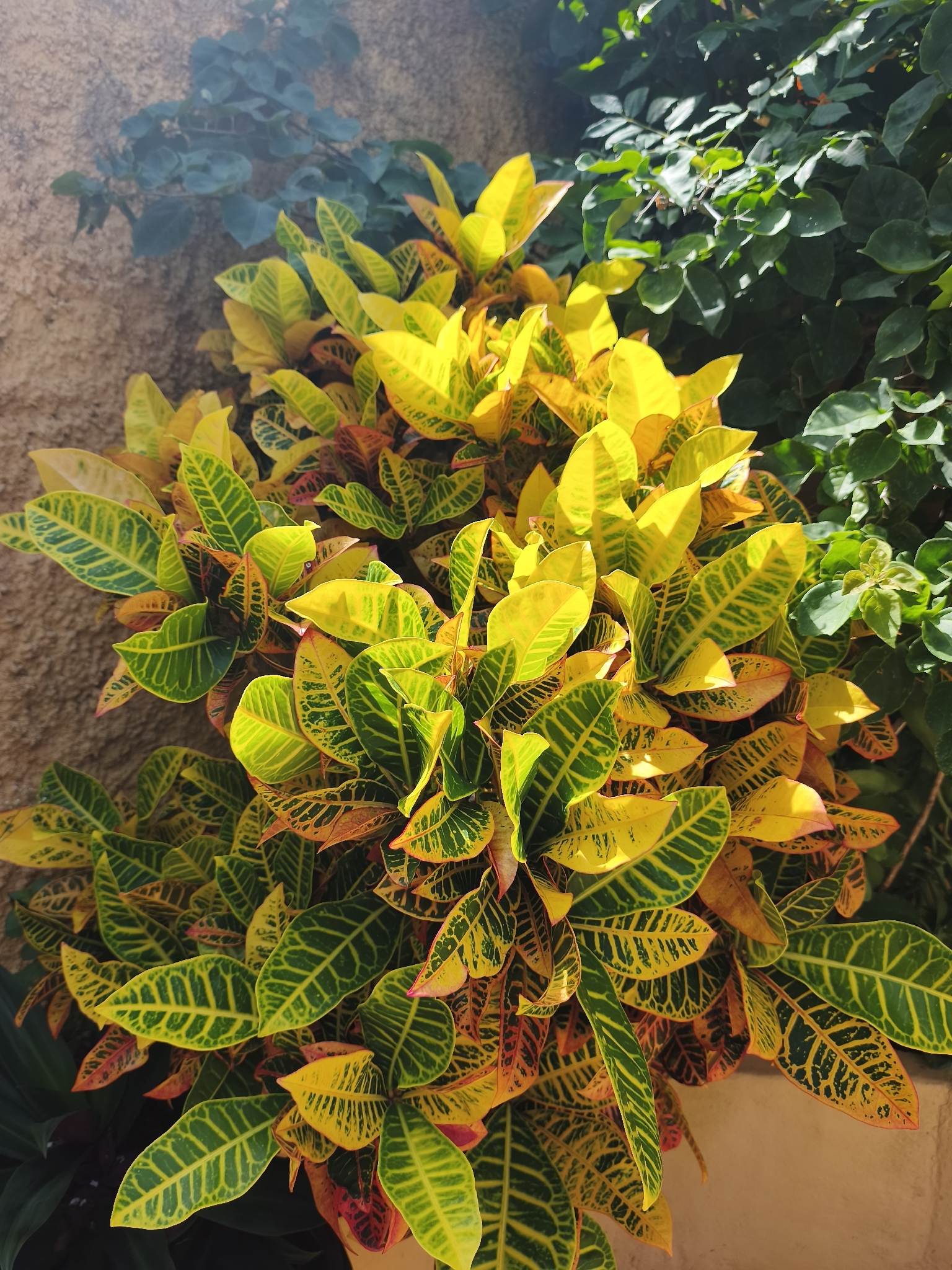 Codiaeum variegatum