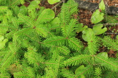 Abies sachalinensis
