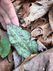 Tipularia discolor, photograph Brandon Corder, CC BY, iNaturalist via GBIF