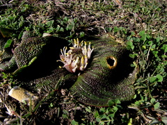 Massonia pustulata
