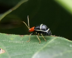 Gynandrobrotica