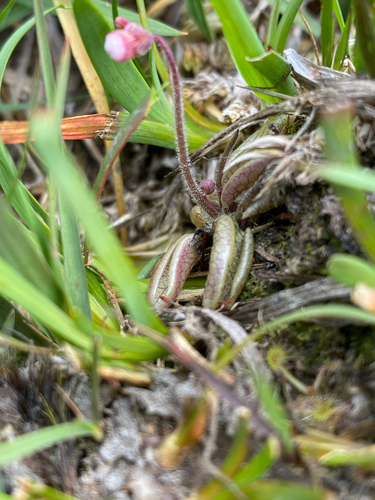 Pale Butterwort (Pinguicula lusitanica)
