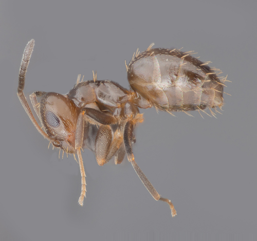 Dark Rover Ant photo 4