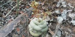 Crassula hemisphaerica